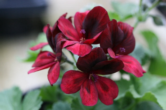 PELARGONIUM Lara Rajah image 0