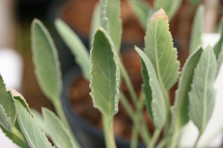 PELARGONIUM caespitosum image 0