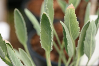 PELARGONIUM caespitosum image 0