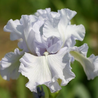 IRIS Silverado image 0