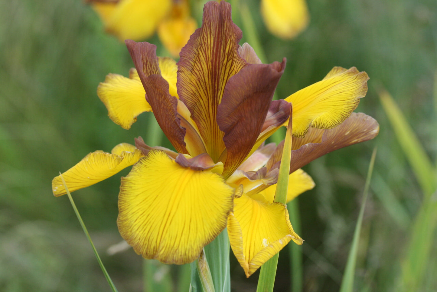 IRIS spuria Solar Fusion image 0