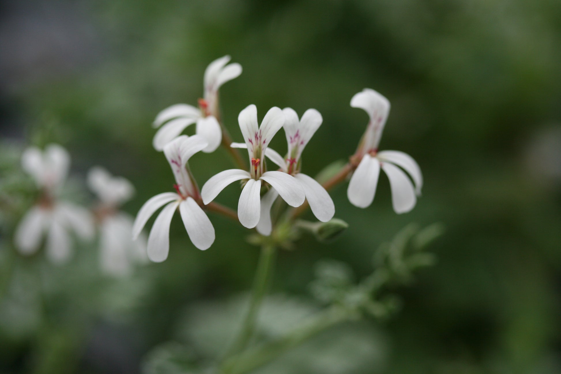 PELARGONIUM fragrans image 0