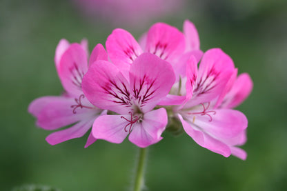 PELARGONIUM Pink Capricorn image 1