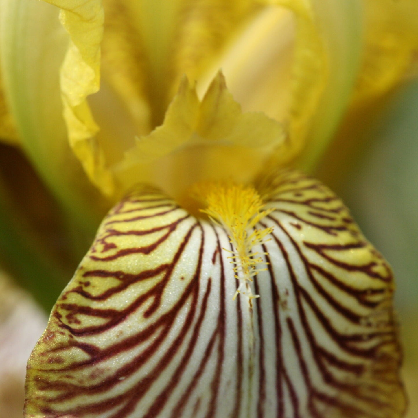 IRIS Mexicana image 1