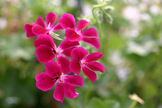PELARGONIUM Vectis Blaze image 0