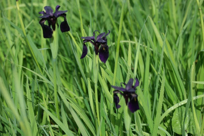 IRIS chrysographes image 1