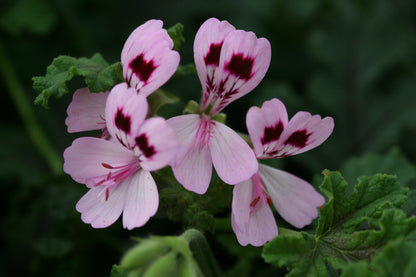 PELARGONIUM Royal Oak image 1