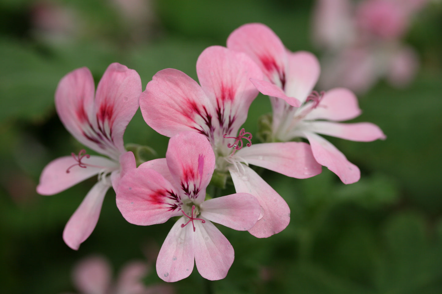 PELARGONIUM Sweet Mimosa image 1