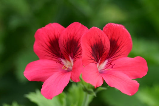 PELARGONIUM Leslie William Burroughs image 0