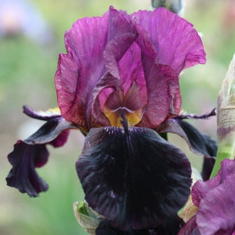 IRIS Black Hope image 0