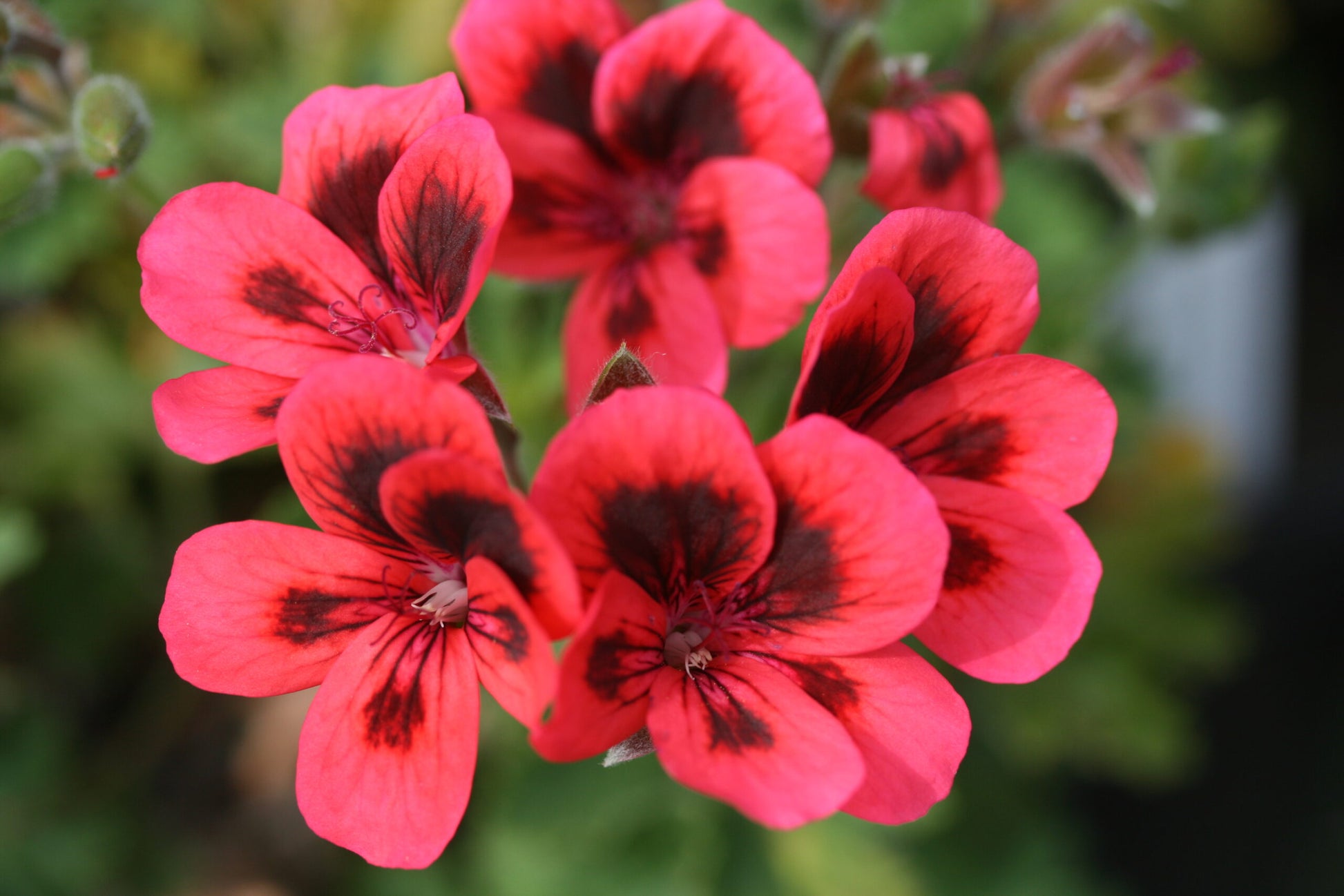PELARGONIUM Crimson Unique image 0