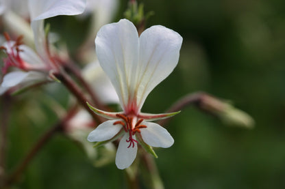 PELARGONIUM mollicomum image 0