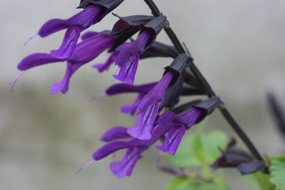 SALVIA Amistad image 0