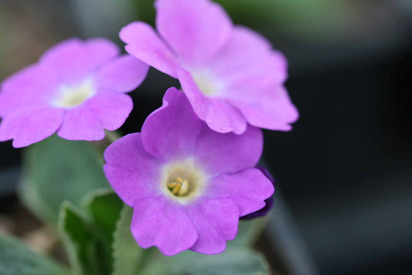 PRIMULA allionii Rachel Kinnen image 0
