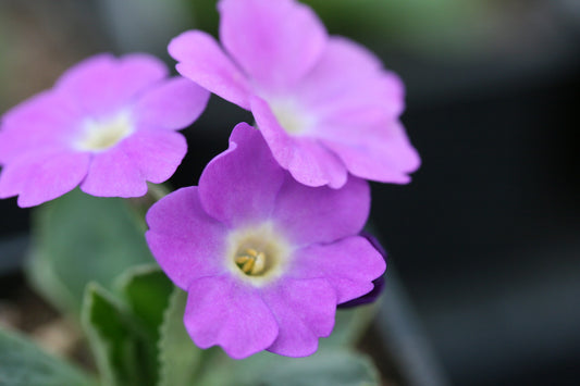 PRIMULA allionii Rachel Kinnen image 0