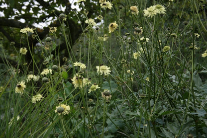 CEPHALARIA gigantea image 1