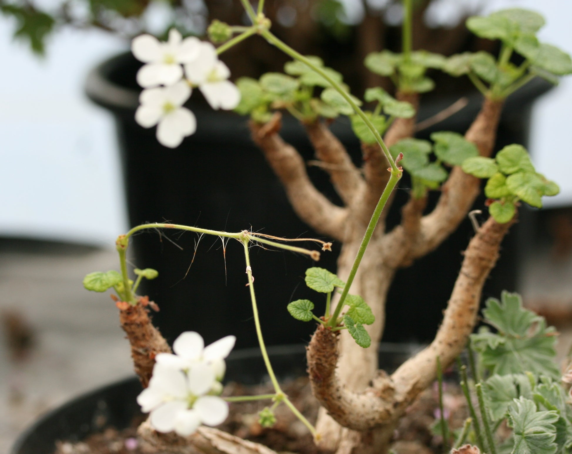 PELARGONIUM cotyledonis image 2