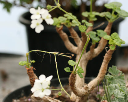 PELARGONIUM cotyledonis image 2