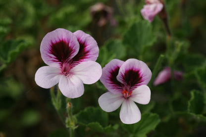 PELARGONIUM Deerwood Angel Wings image 0