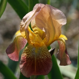 IRIS Mary Geddes image 0