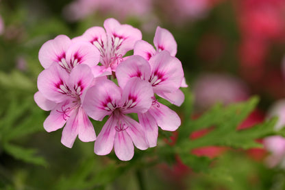 PELARGONIUM Lara Jester image 0
