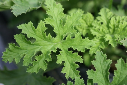 PELARGONIUM Brunswick image 2