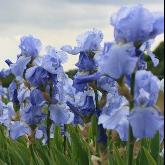 IRIS Jane Phillips image 2