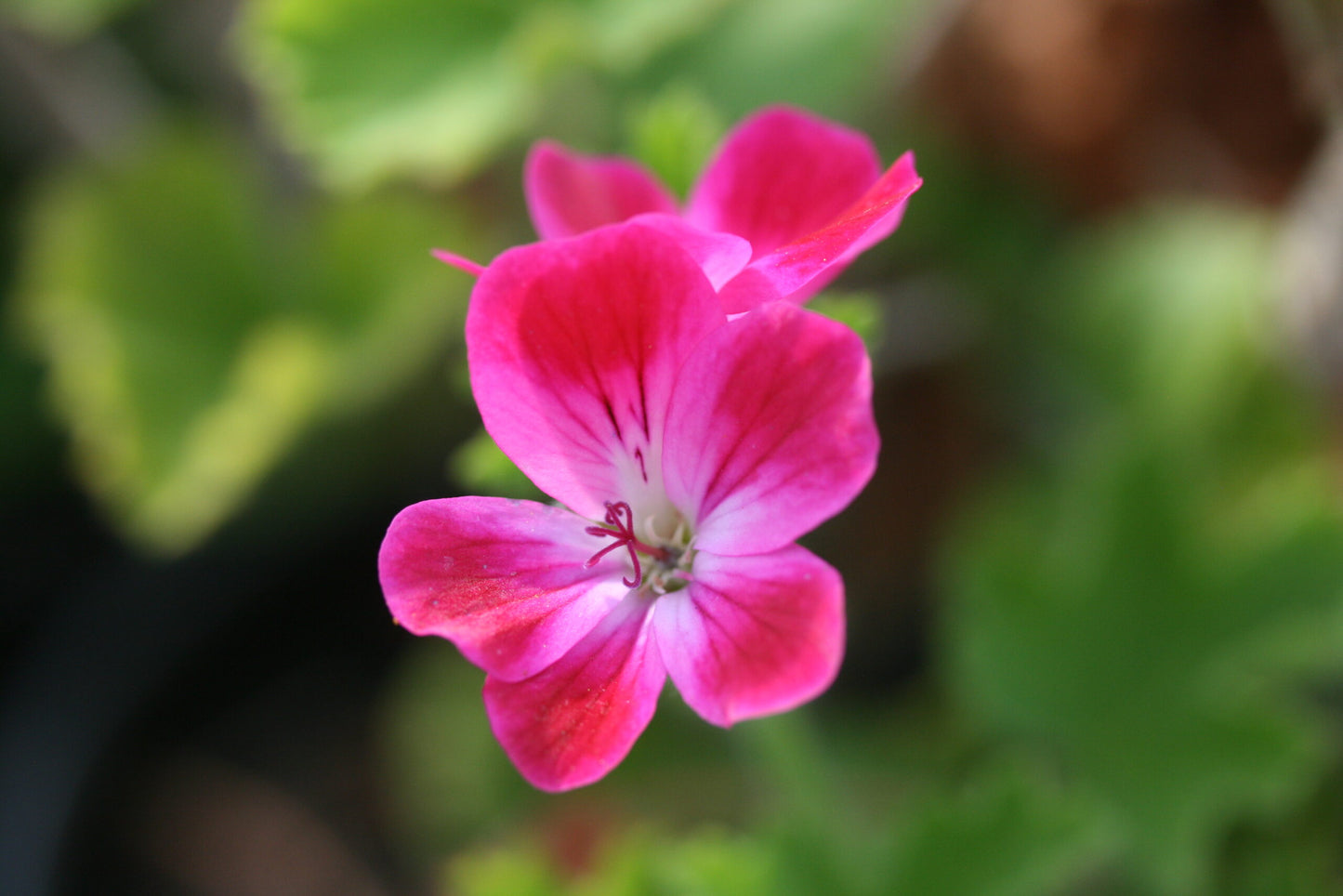 PELARGONIUM California Brilliant image 0