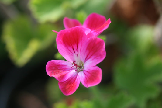 PELARGONIUM California Brilliant image 0