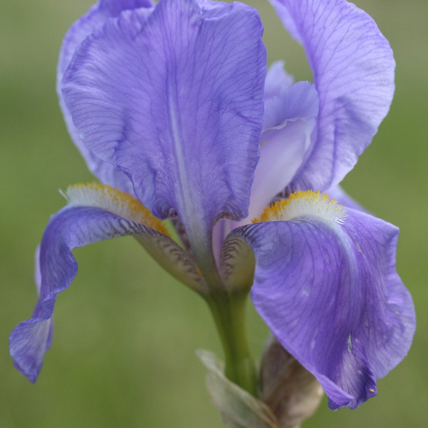 IRIS Pallida image 0