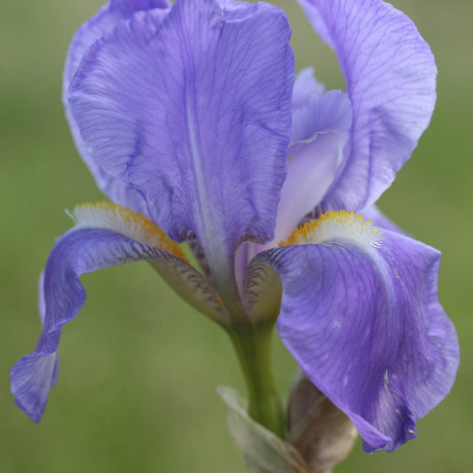 IRIS Pallida image 0