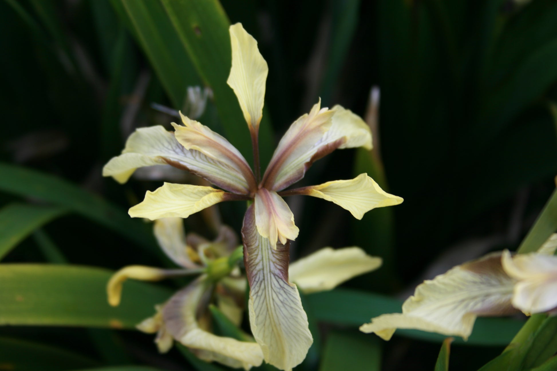 IRIS foetidissima image 0