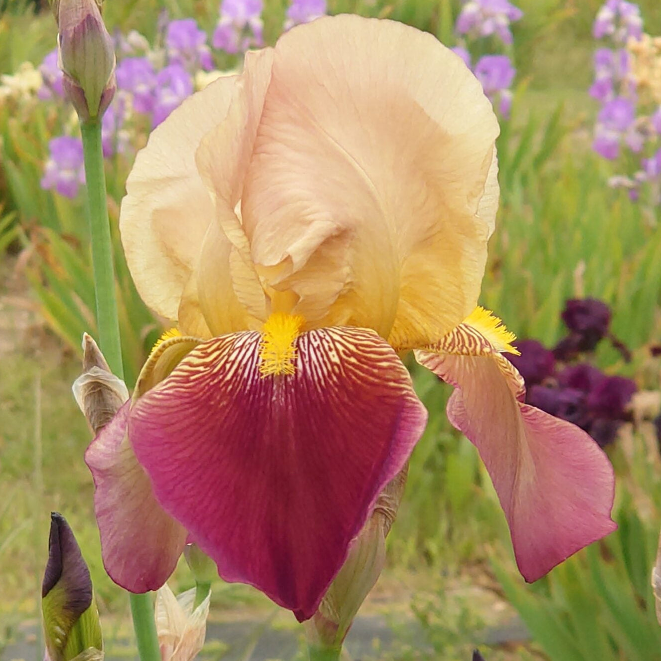 IRIS Frank Adams image 0