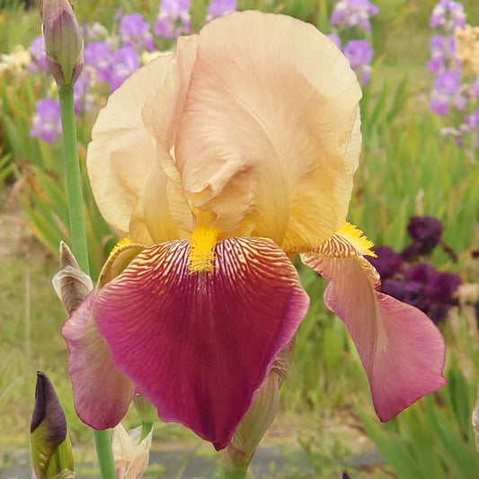 IRIS Frank Adams image 0