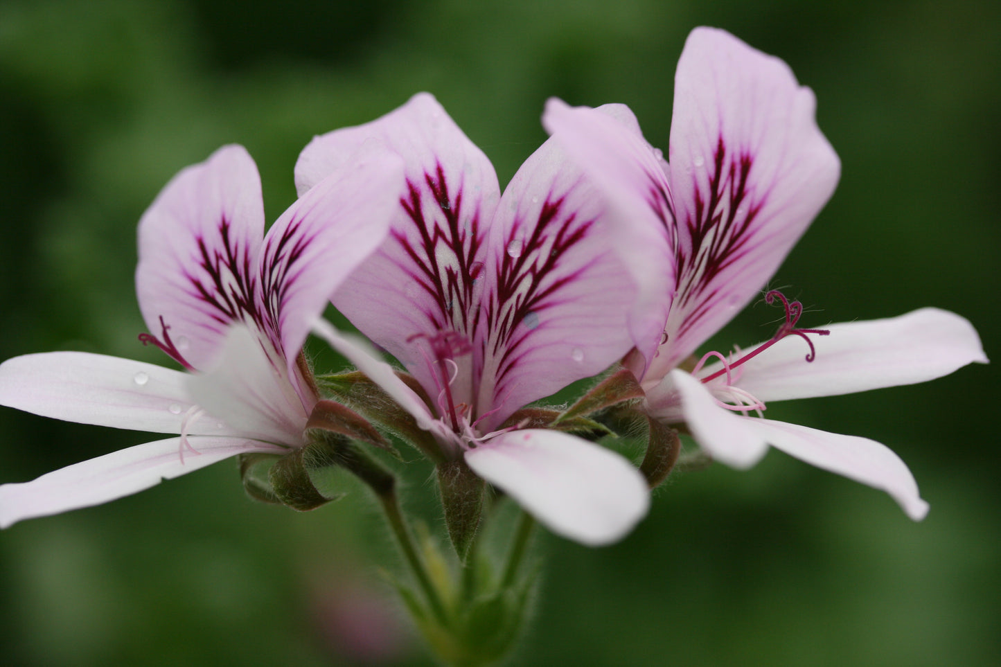 PELARGONIUM Queen Of The Lemons image 0