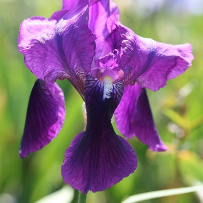 IRIS Crimson King image 2