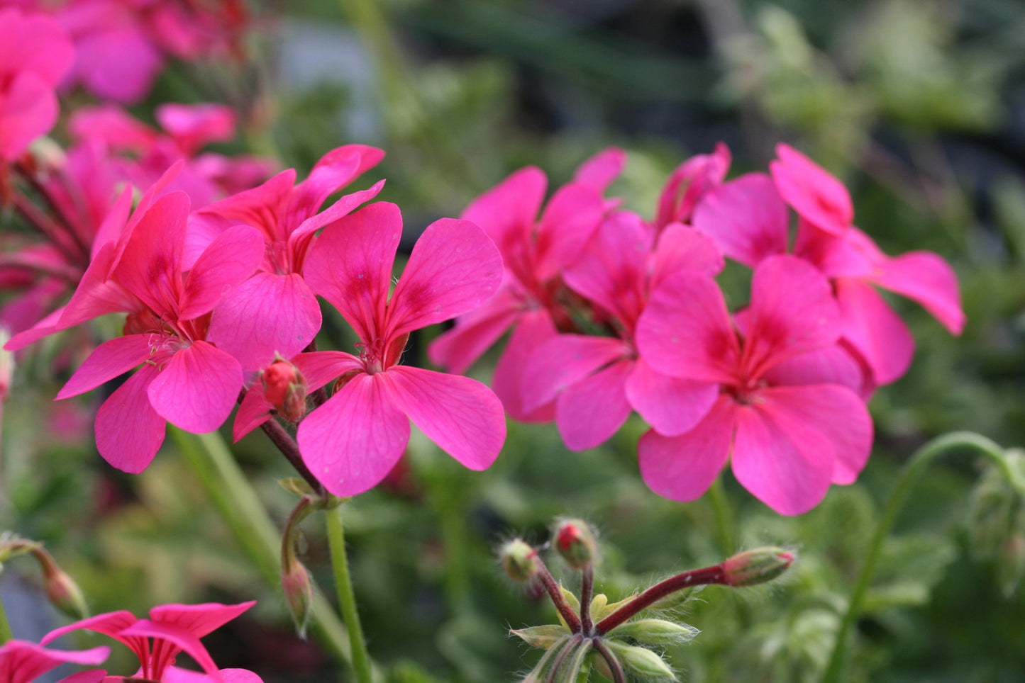 PELARGONIUM Crocodile image 1