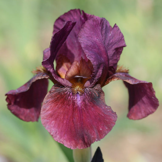 IRIS Light Cavalry image 0