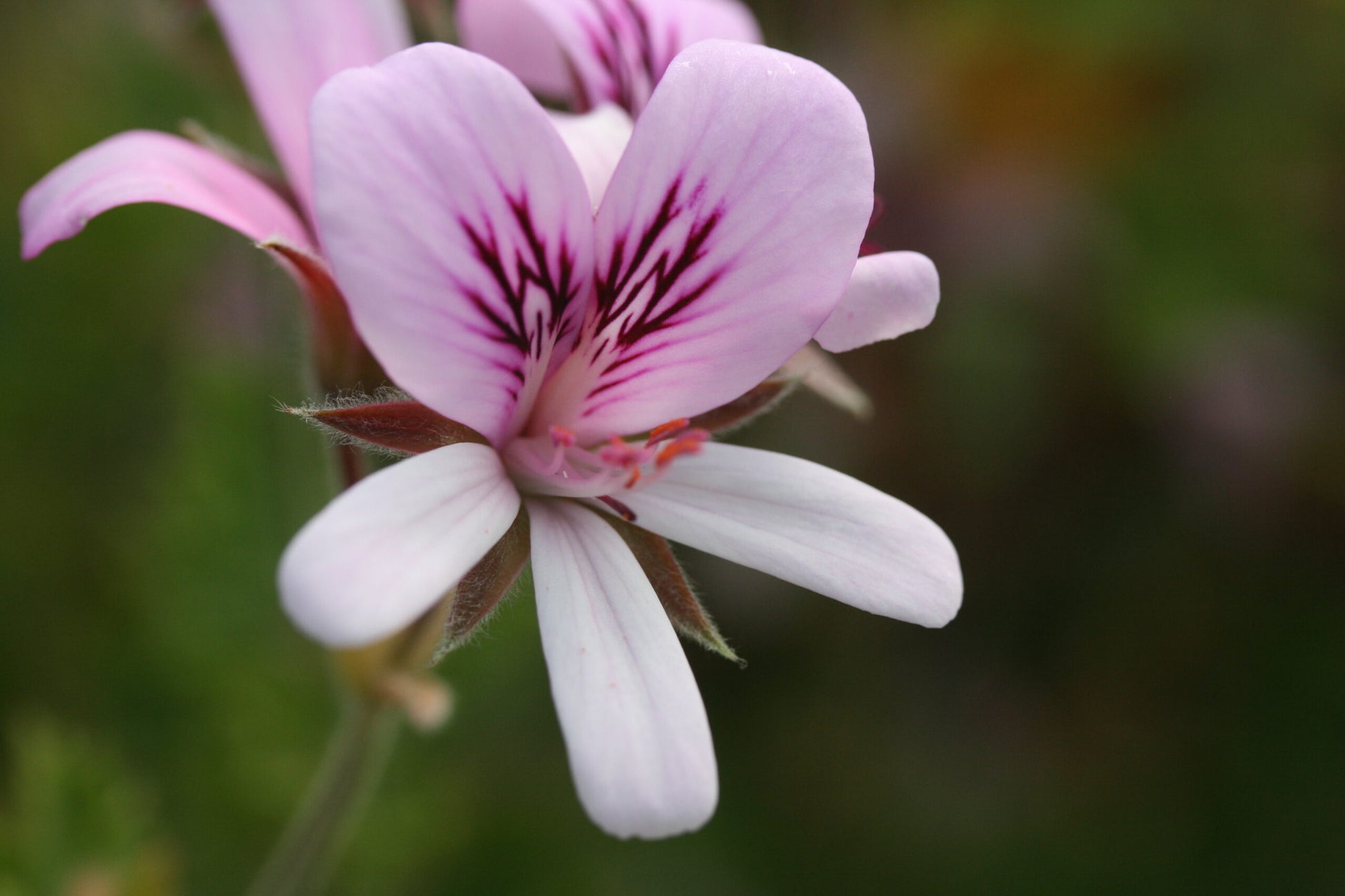 PELARGONIUM Citriodorum image 0