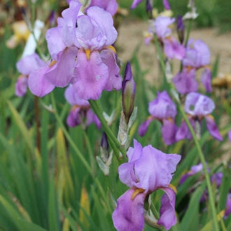 IRIS Dogrose image 2