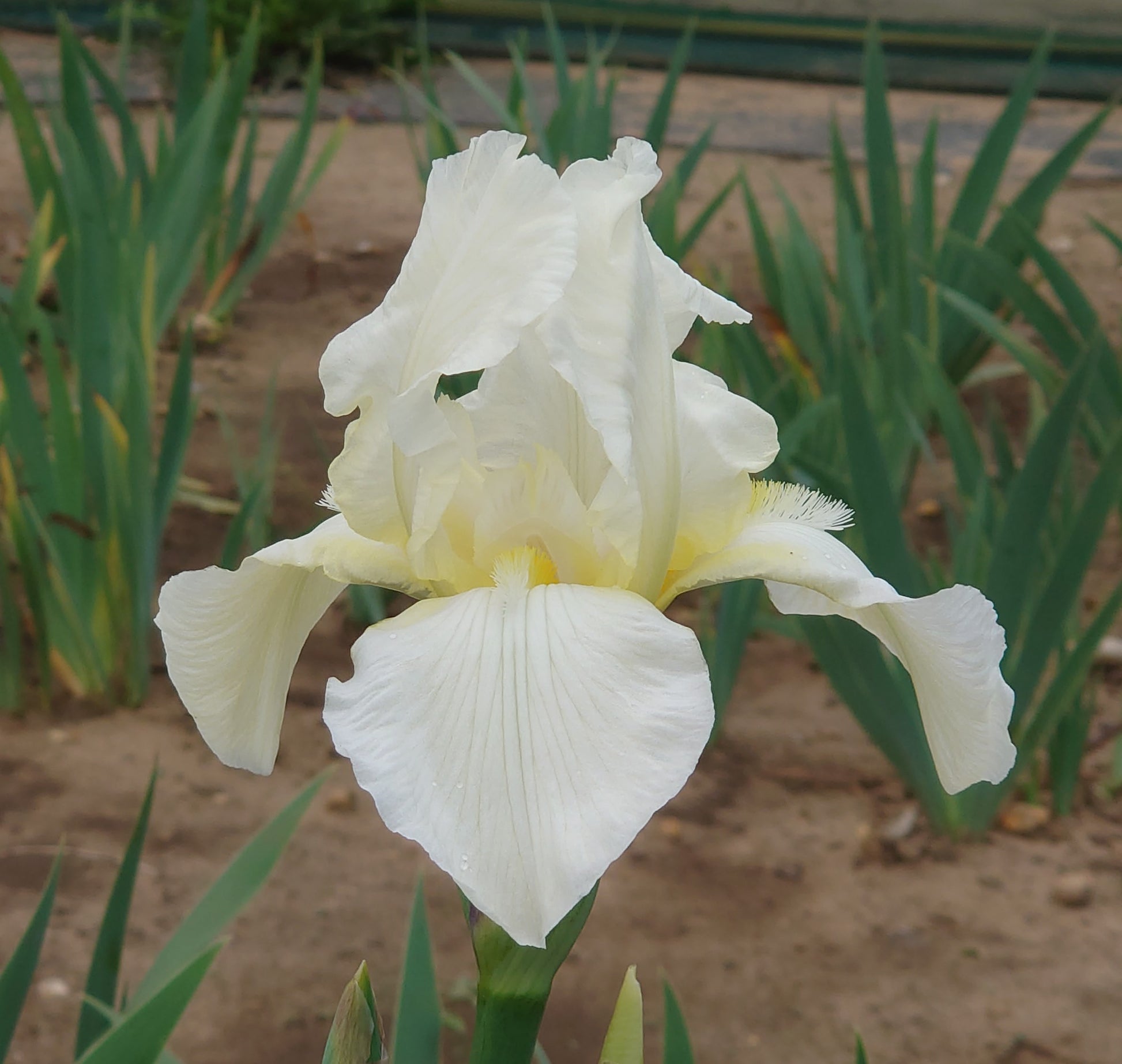 IRIS Lugano image 0