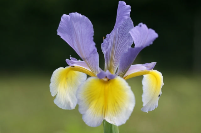 IRIS spuria Port of Call image 0