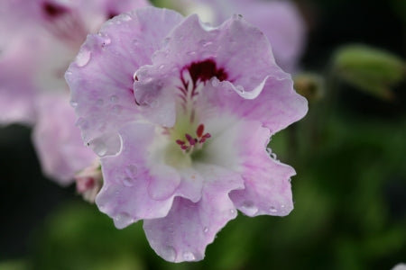 PELARGONIUM Parisienne image 0