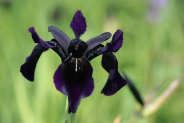 IRIS chrysographes image 0