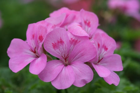 PELARGONIUM Painted Lady image 0