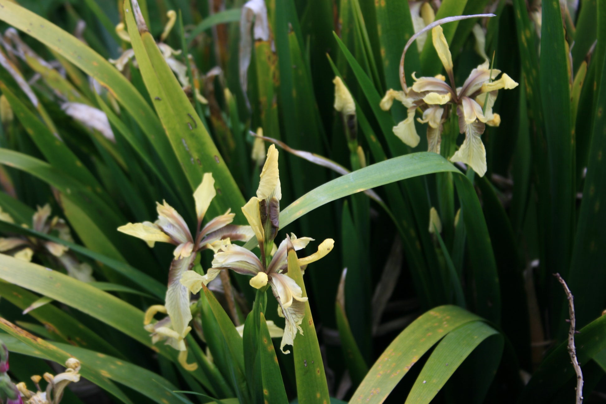 IRIS foetidissima image 2