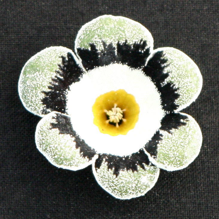 PRIMULA auricula Athene image 0