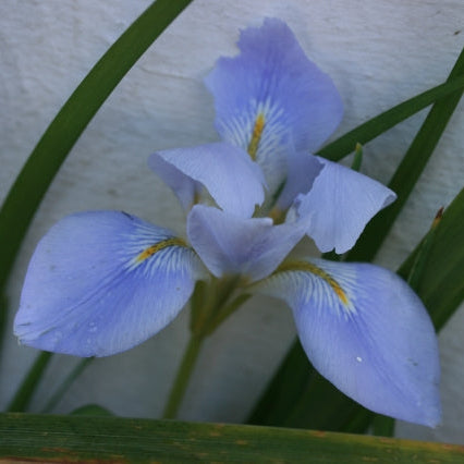 IRIS unguicularis image 0