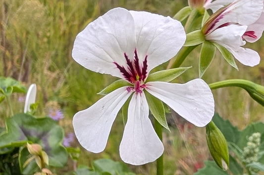 PELARGONIUM peltatum