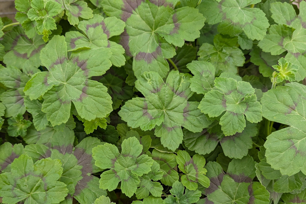 PELARGONIUM mutans